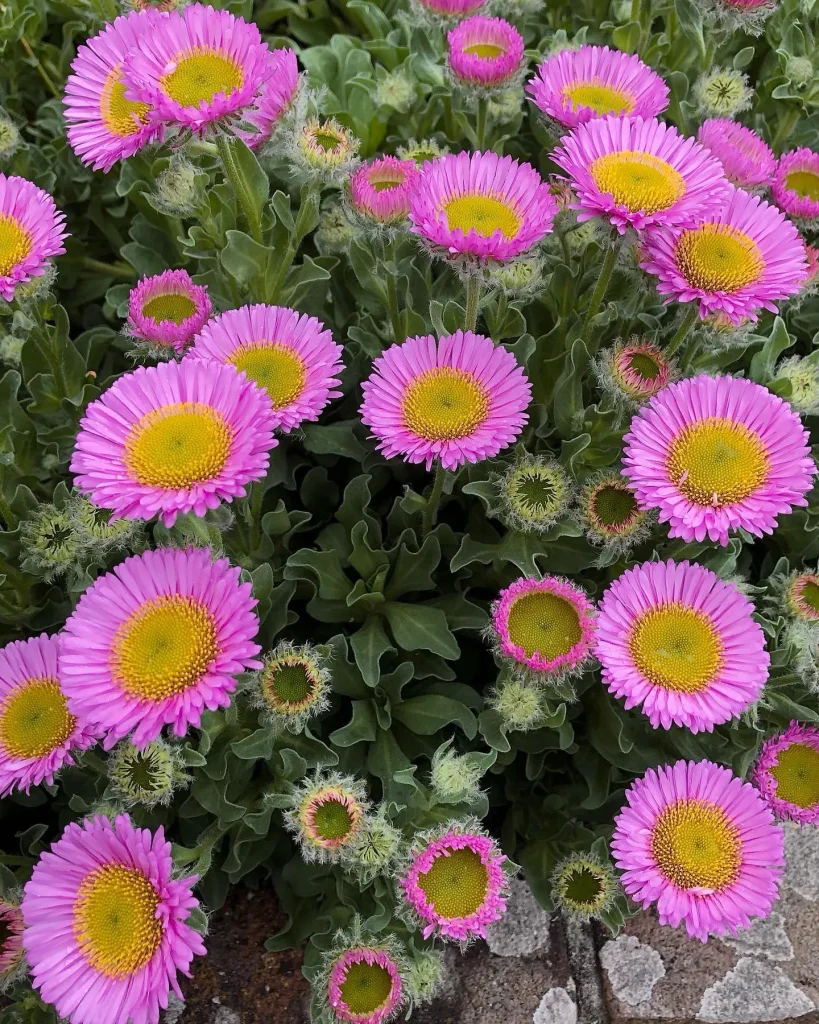 Erigeron Glaucus