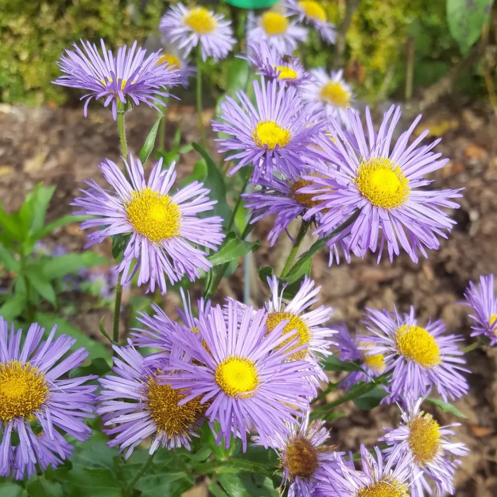 Erigeron Speciosus