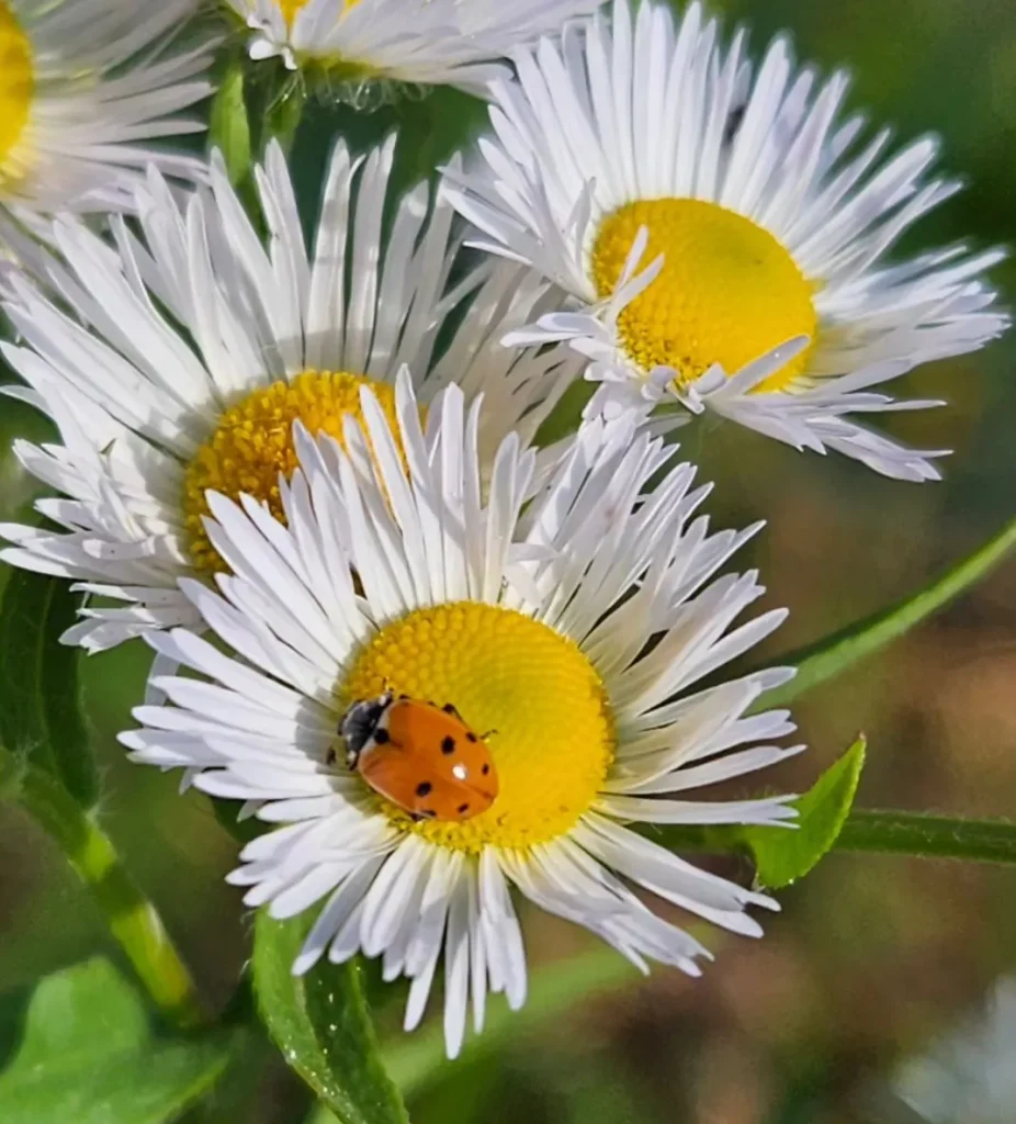 Erigeron Strigosus