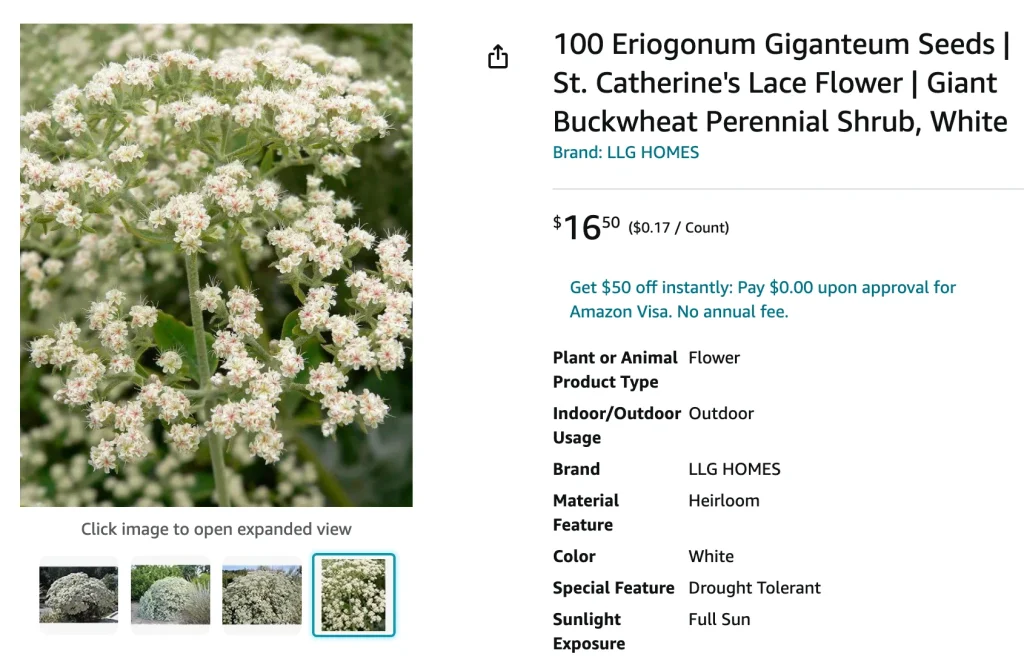 Eriogonum Giganteum | Monsteraholic