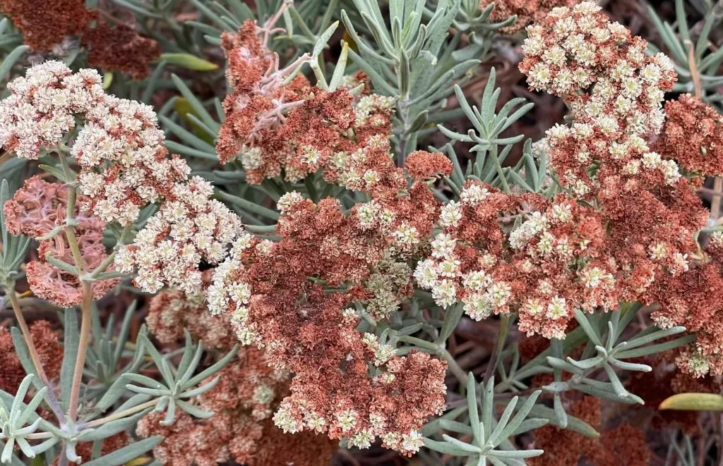 Eriogonum Giganteum