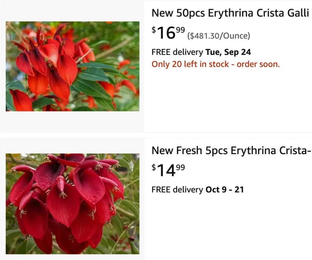 Erythrina Crista Galli | Monsteraholic