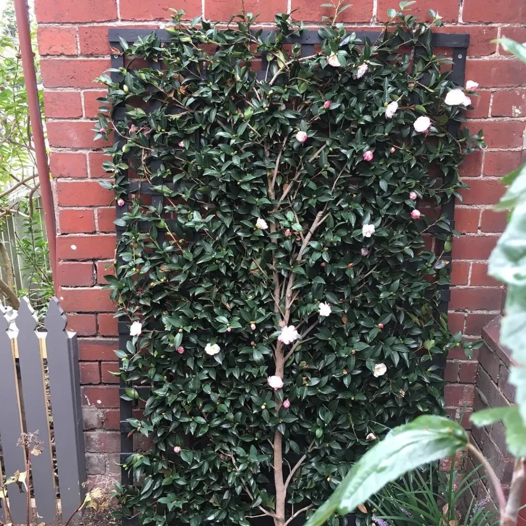 Espalier Camellia