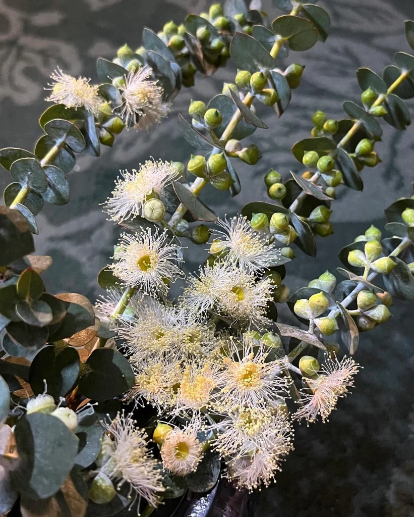 Eucalyptus Pulverulenta