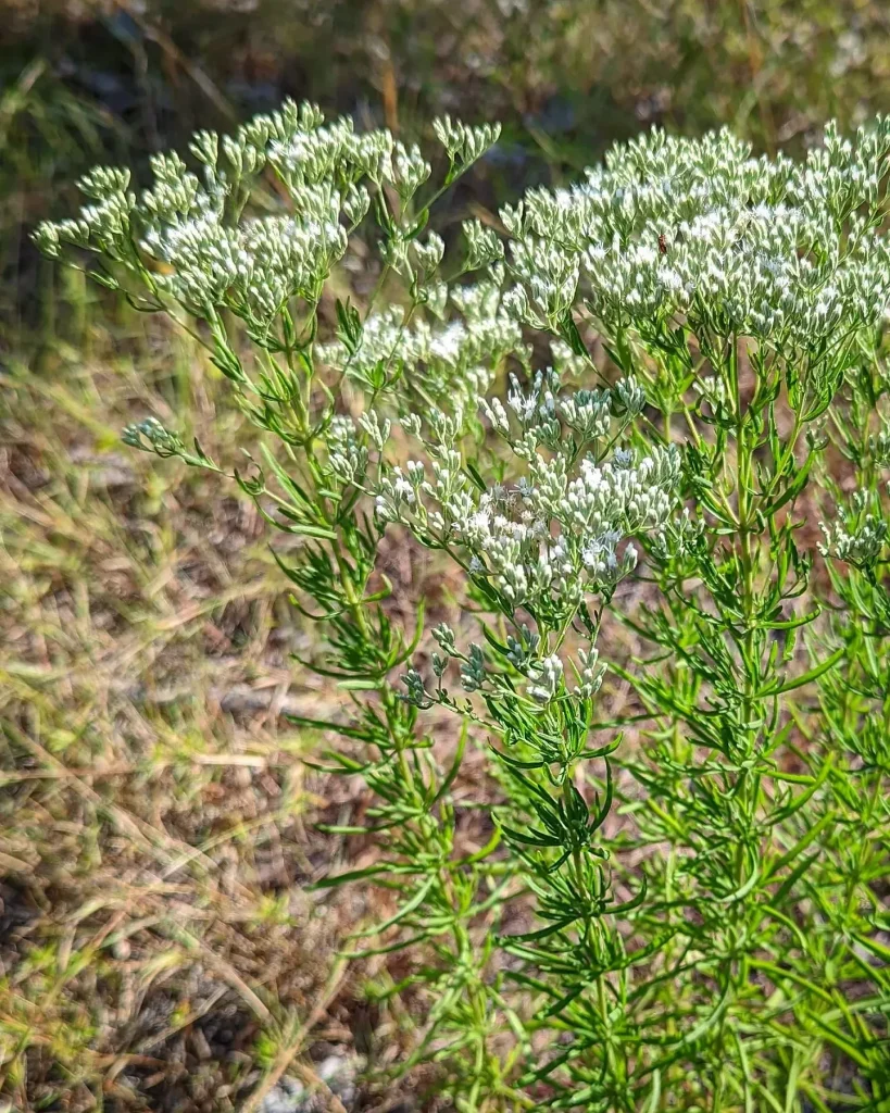 Eupatorium Hyssopifolium