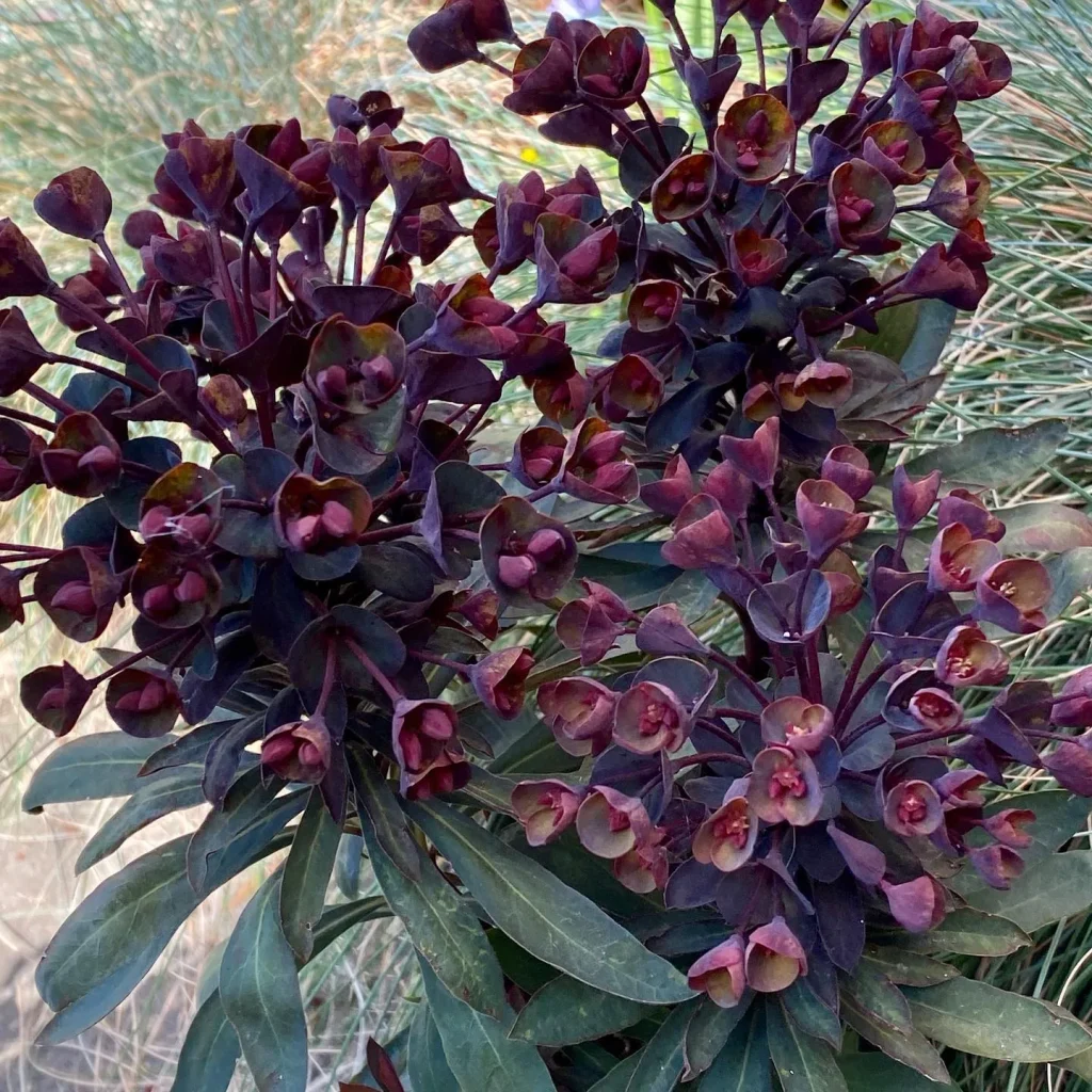 Euphorbia Blackbird