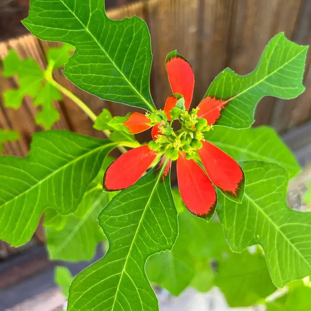 Euphorbia Cyathophora