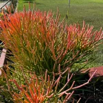 Euphorbia Firesticks