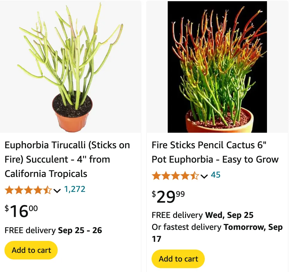 Euphorbia Firesticks | Monsteraholic