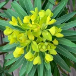 Euphorbia Lambii