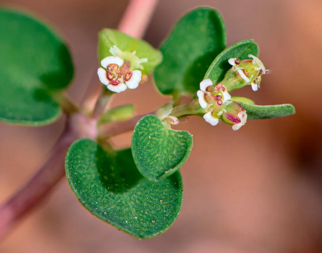 Euphorbia Serpens