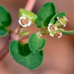 Euphorbia Serpens