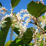 Fallopia Japonica