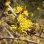 Forestiera Pubescens