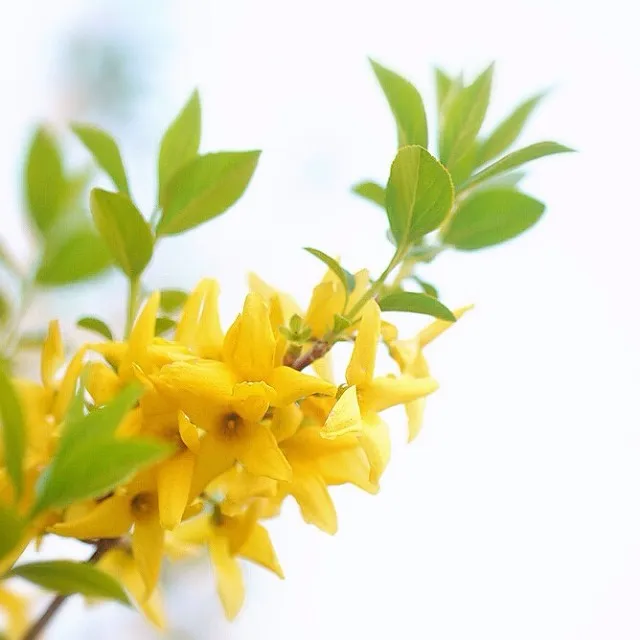 Forsythia Koreana