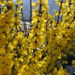 Forsythia Show Off