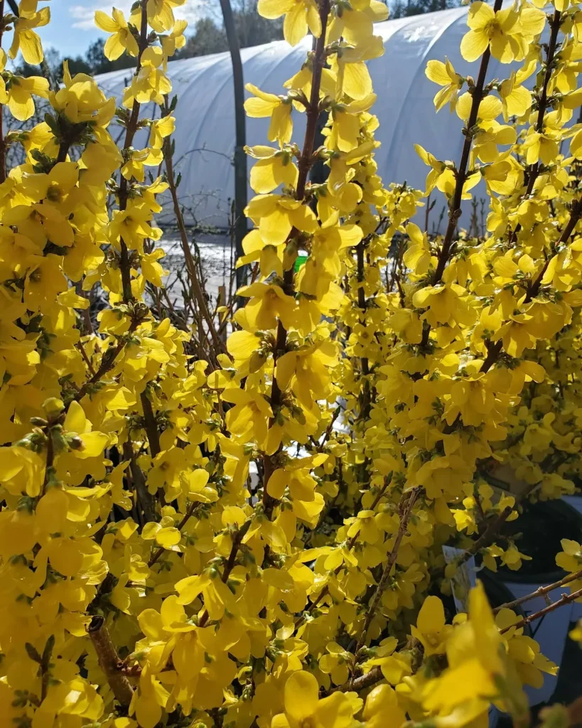 Forsythia Show Off