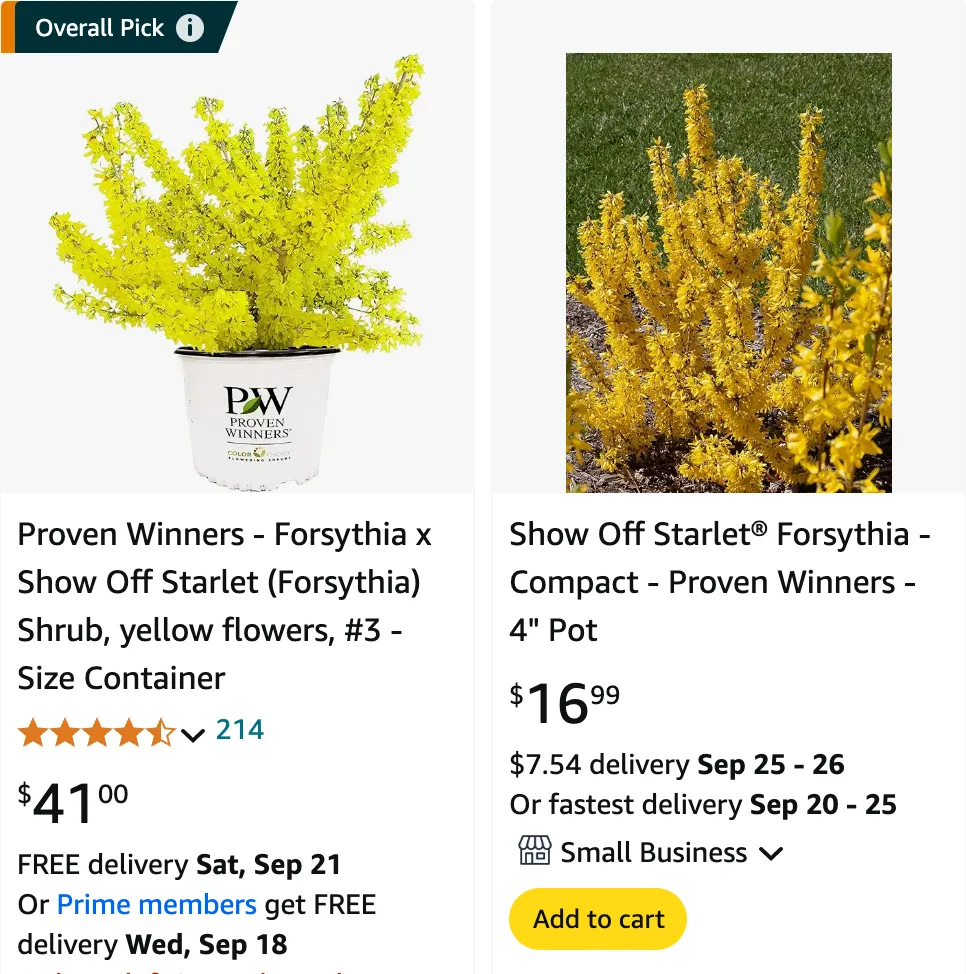 Forsythia Show Off | Monsteraholic