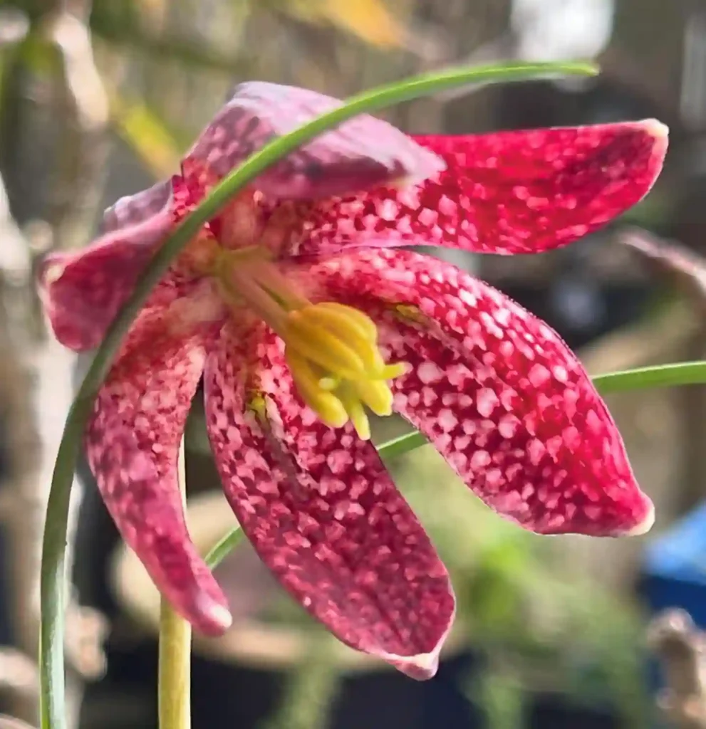 Fritillaria Meleagris