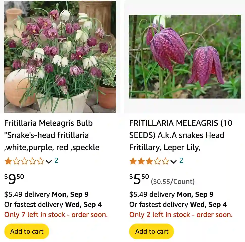 Fritillaria Meleagris | Monsteraholic