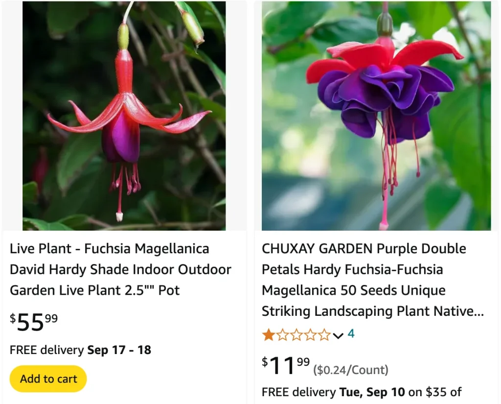 Fuchsia Magellanica | Monsteraholic