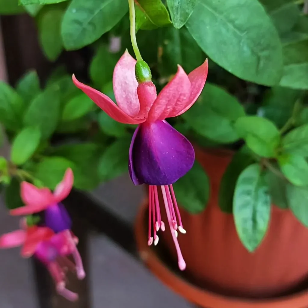 Fuchsia Magellanica