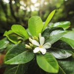 Gardenia Taitensis