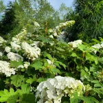 Gatsby Gal Hydrangea