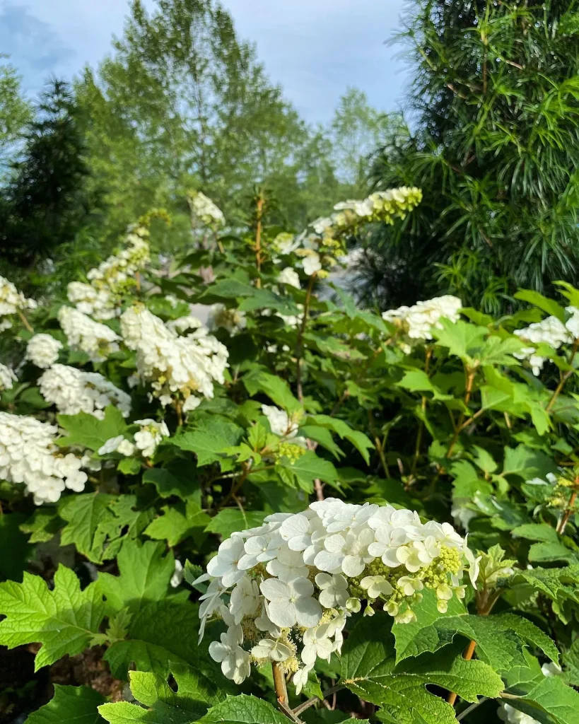 Gatsby Gal Hydrangea