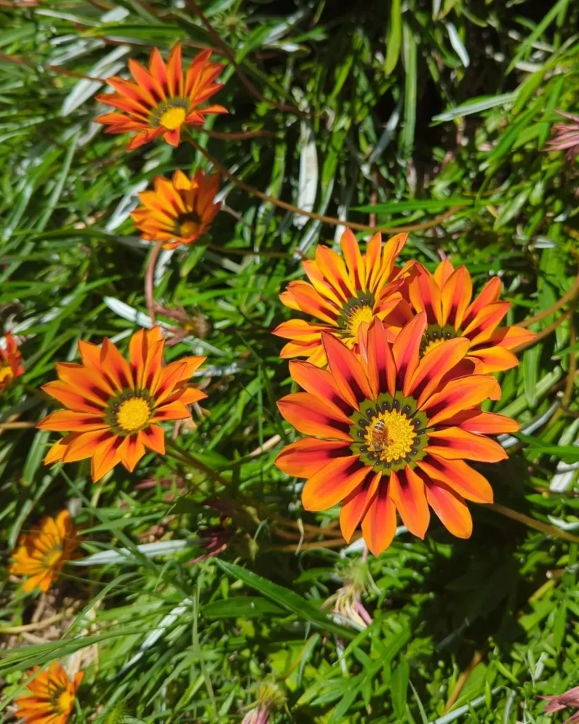 Gazania Linearis