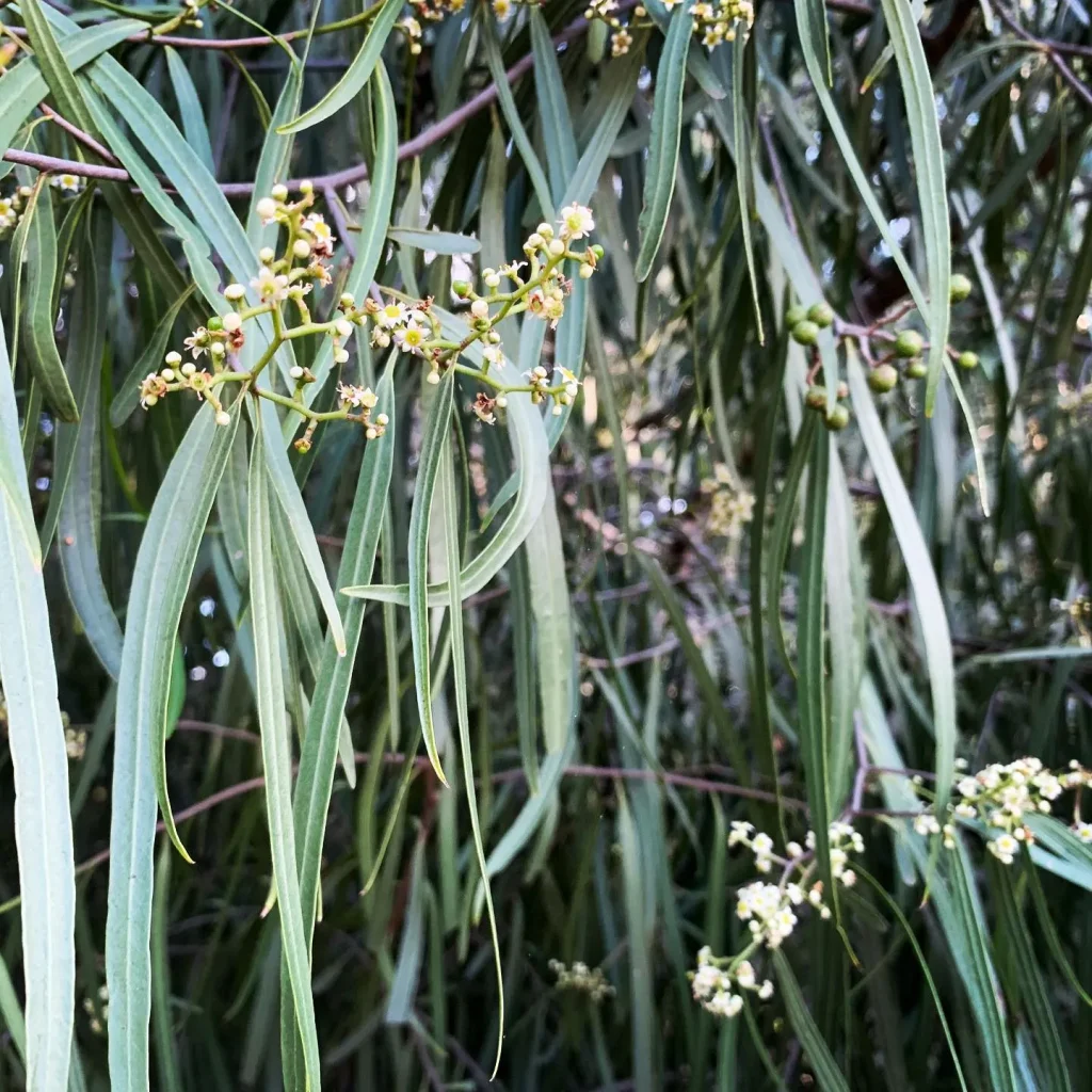 Geijera Parviflora