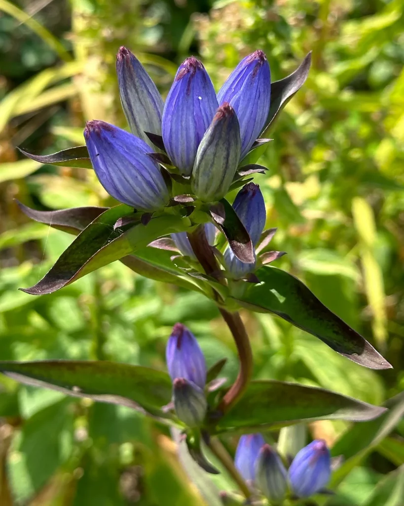 Gentiana Andrewsii