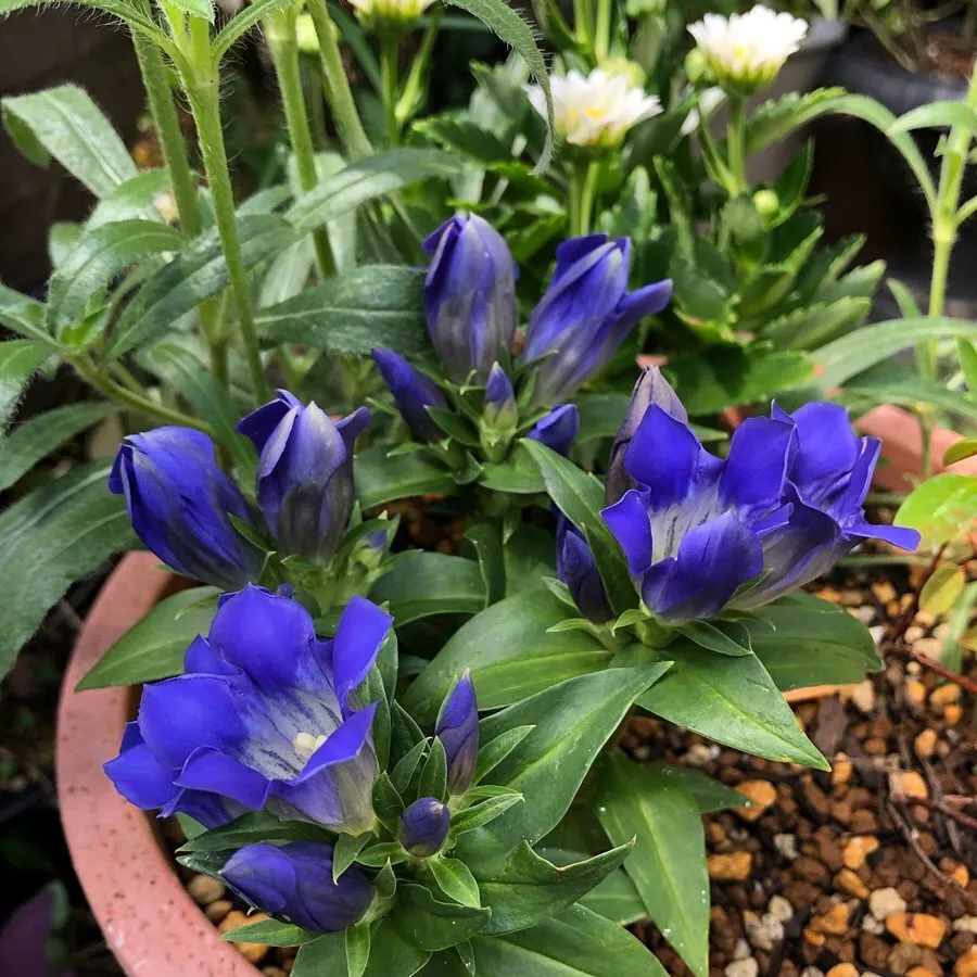 Gentiana Scabra