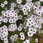 Gilia Tricolor