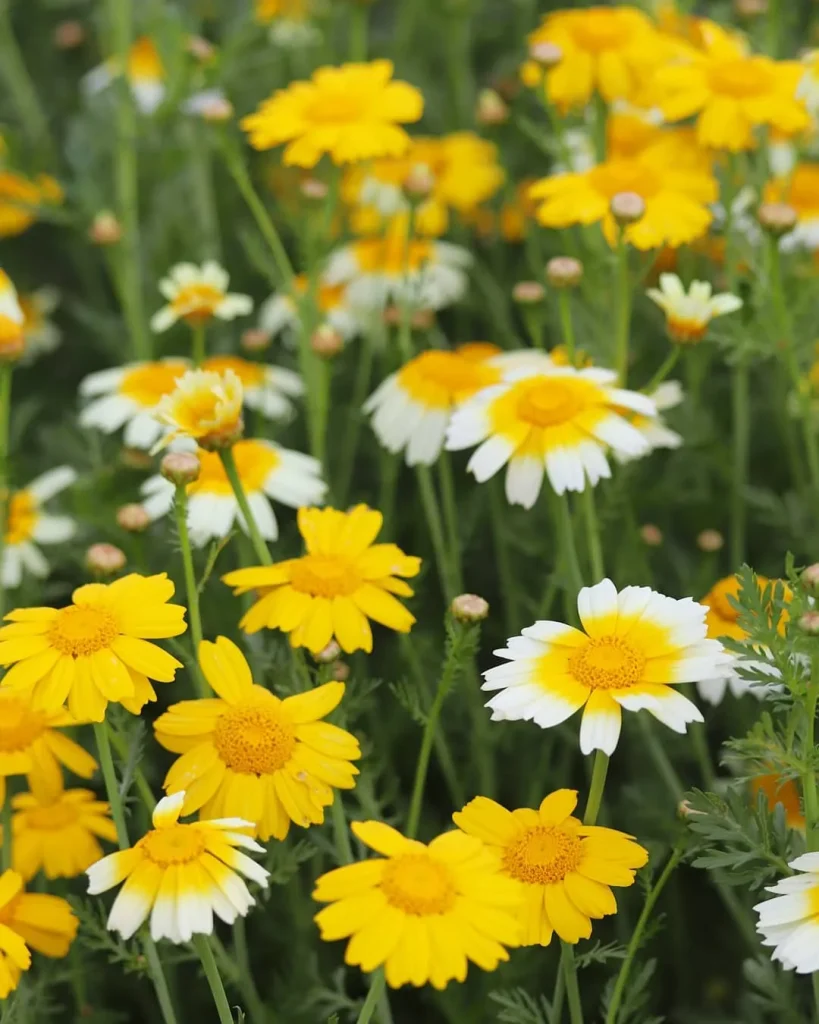 Glebionis Coronaria