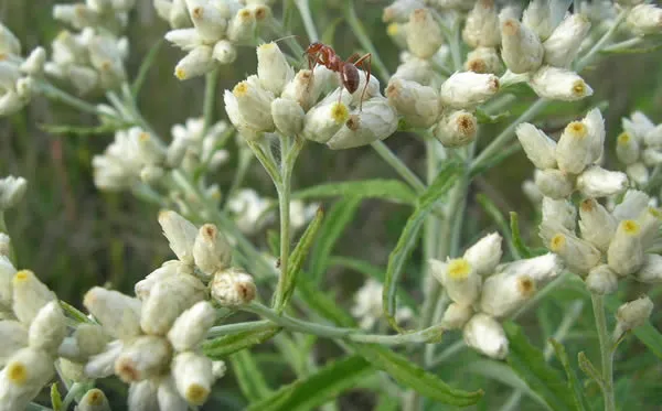 Gnaphalium Polycephalum