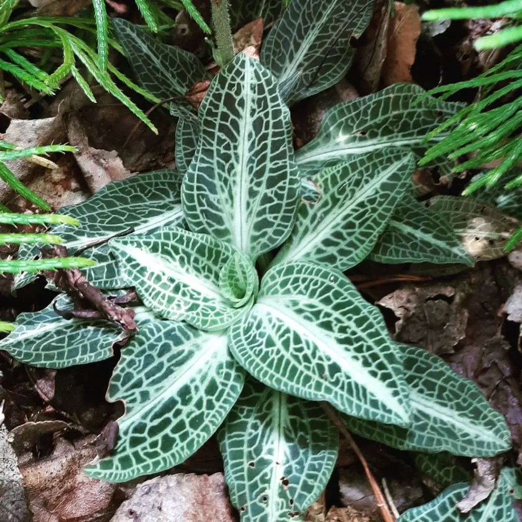 Goodyera Pubescens