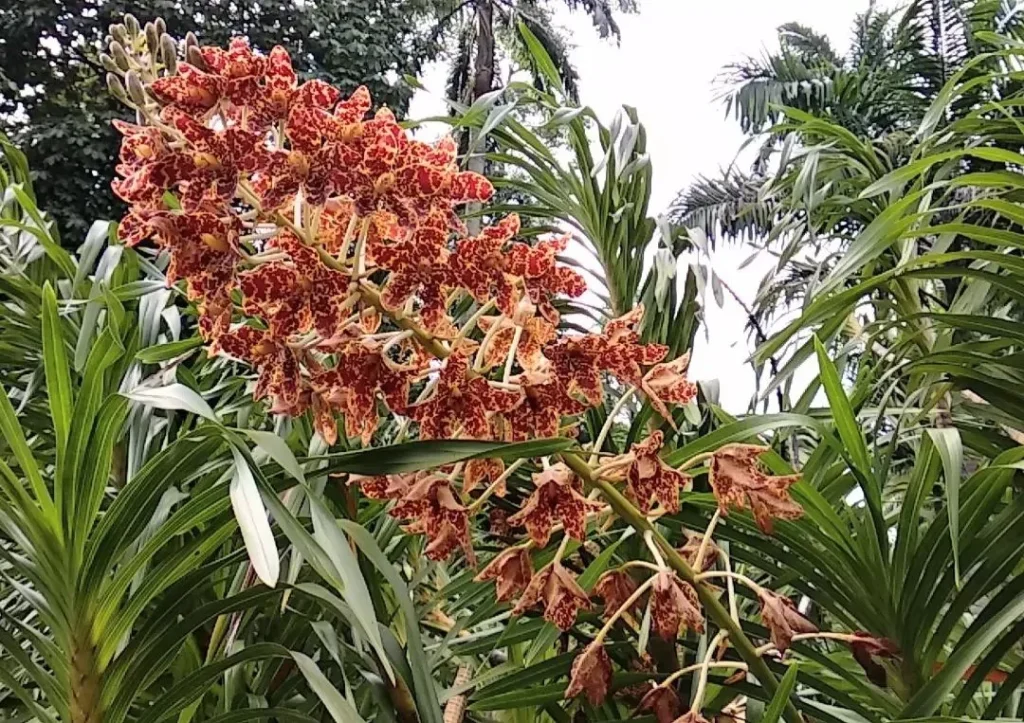 Grammatophyllum Speciosum