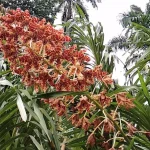 Grammatophyllum Speciosum