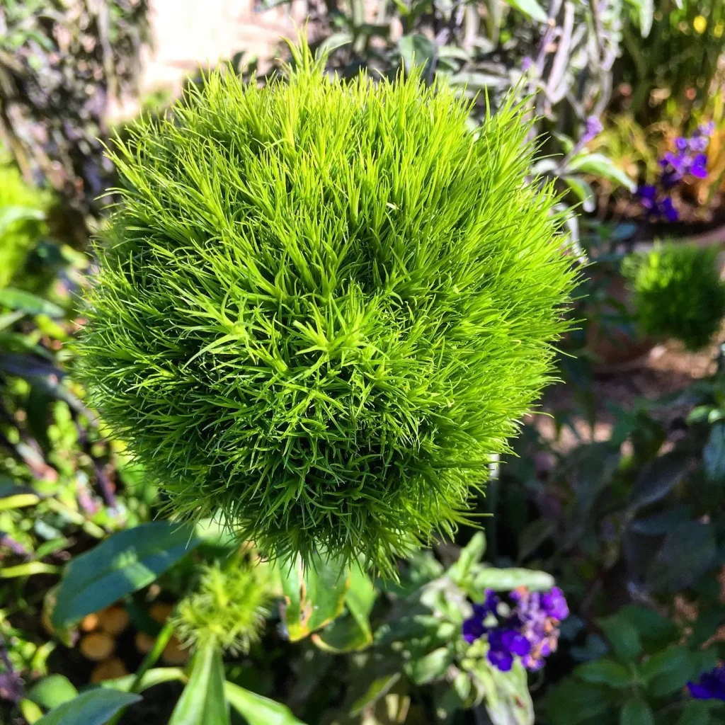 Green Trick Dianthus