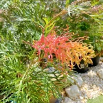 Grevillea Superb