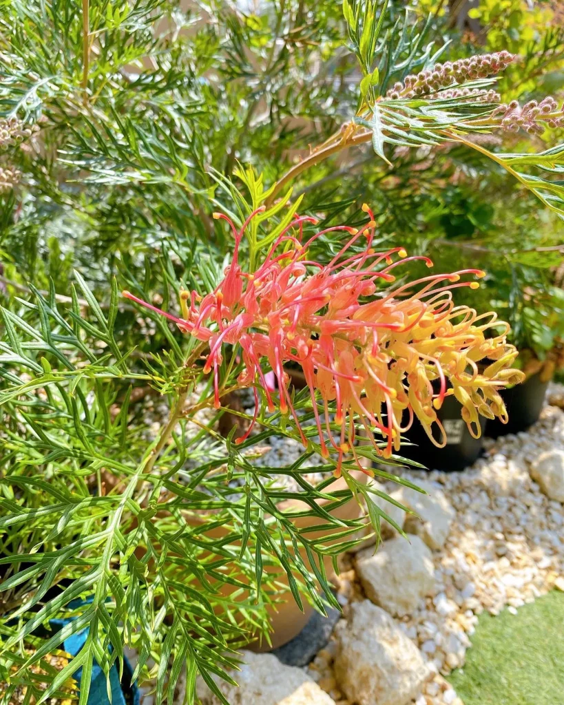 Grevillea Superb