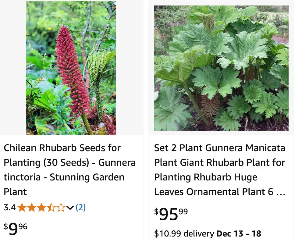 Gunnera | Monsteraholic