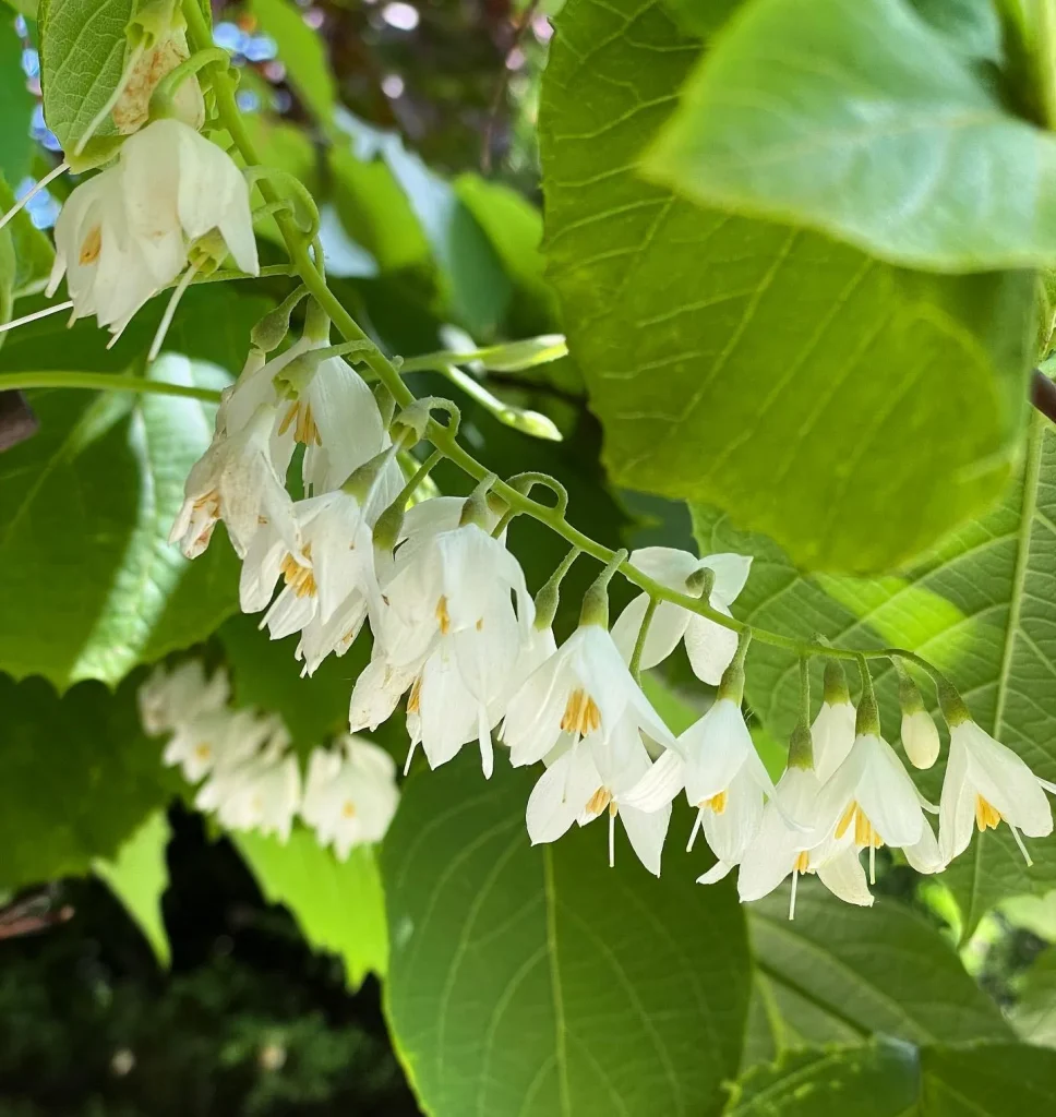 Halesia Carolina