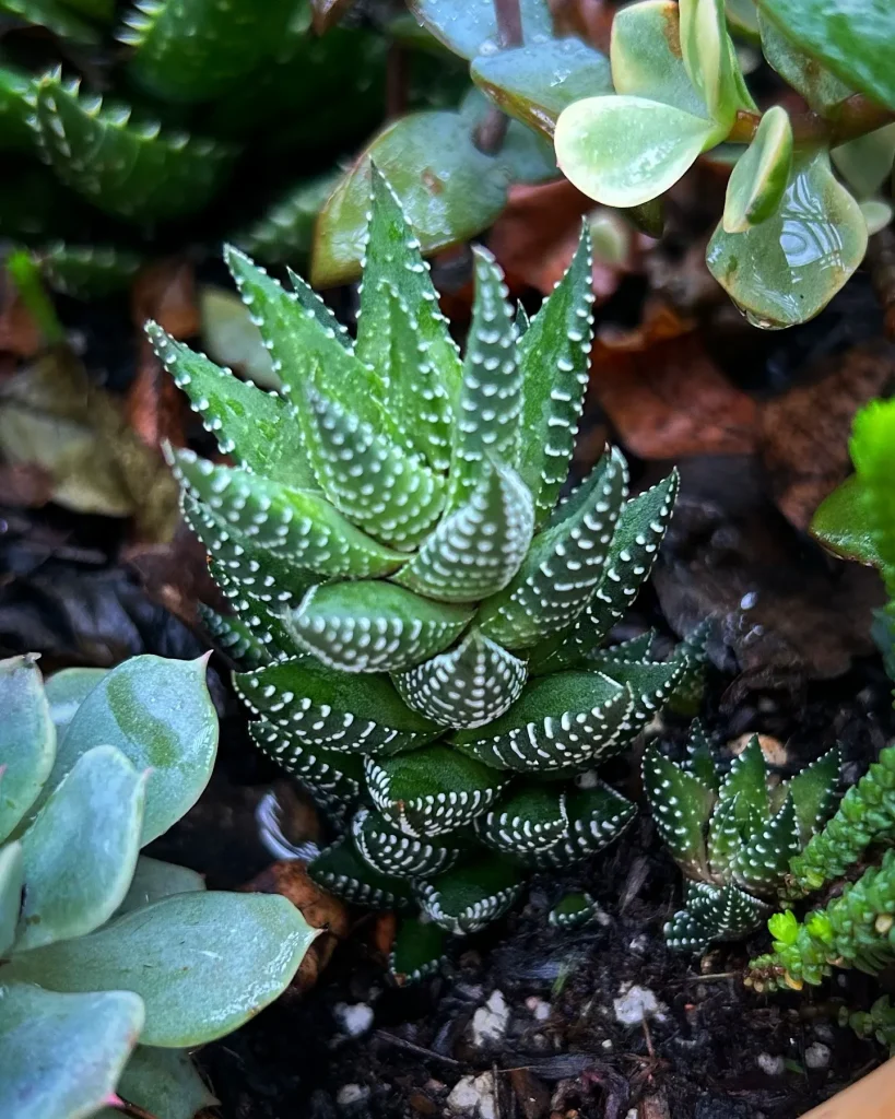 Haworthia Coarctata