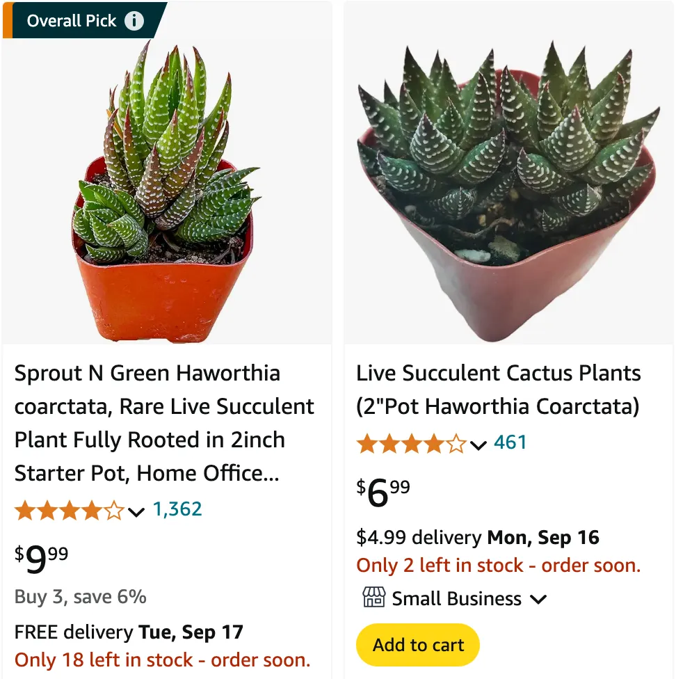 Haworthia Coarctata | Monsteraholic