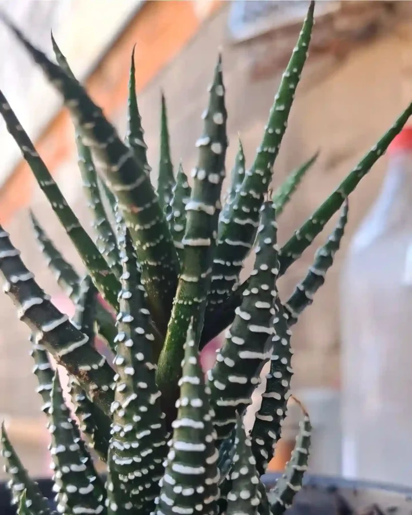 Haworthia Fasciata