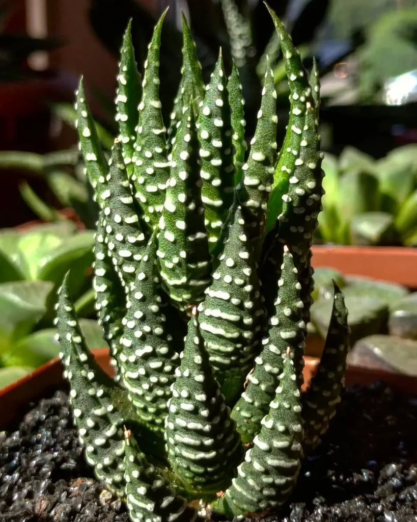 Haworthia Reinwardtii