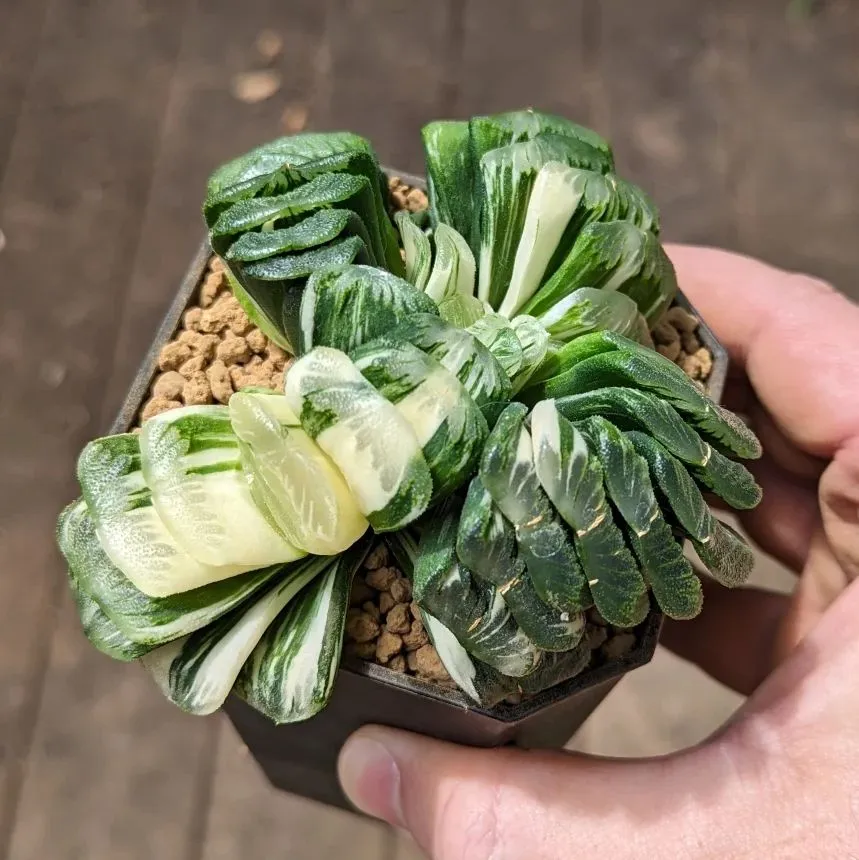 Haworthia Truncata