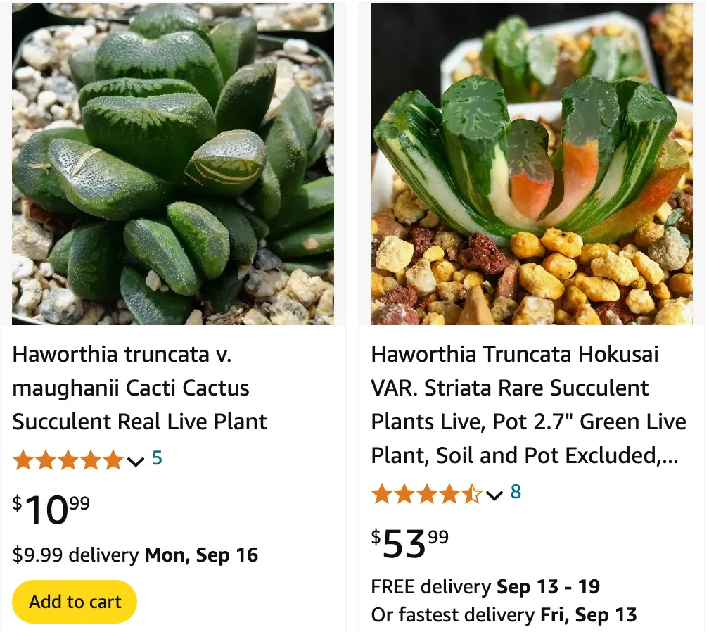 Haworthia Truncata | Monsteraholic